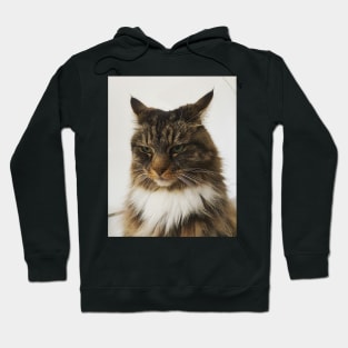 Owl cat Hoodie